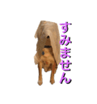 愛犬ムク2（個別スタンプ：12）