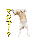 愛犬ムク2（個別スタンプ：13）