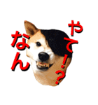 愛犬ムク2（個別スタンプ：14）