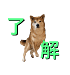 愛犬ムク2（個別スタンプ：15）