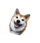 愛犬ムク2（個別スタンプ：16）