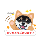 seinatouchの柴犬・黒柴・白柴（個別スタンプ：12）