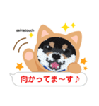 seinatouchの柴犬・黒柴・白柴（個別スタンプ：25）