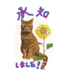 Big スタンプ 可愛い M Cats（個別スタンプ：11）