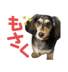 我が家のアイドル犬 もさく（個別スタンプ：1）