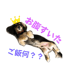 我が家のアイドル犬 もさく（個別スタンプ：2）