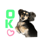 我が家のアイドル犬 もさく（個別スタンプ：3）