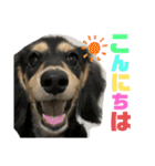 我が家のアイドル犬 もさく（個別スタンプ：5）