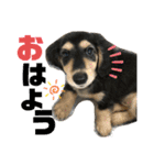 我が家のアイドル犬 もさく（個別スタンプ：7）