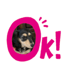 我が家のアイドル犬 もさく（個別スタンプ：8）