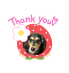 我が家のアイドル犬 もさく（個別スタンプ：12）