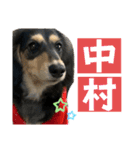 我が家のアイドル犬 もさく（個別スタンプ：15）