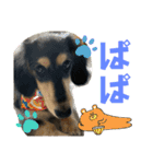 我が家のアイドル犬 もさく（個別スタンプ：16）