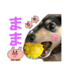 我が家のアイドル犬 もさく（個別スタンプ：17）