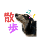 我が家のアイドル犬 もさく（個別スタンプ：19）