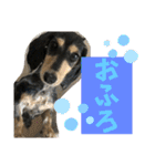我が家のアイドル犬 もさく（個別スタンプ：21）