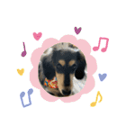 我が家のアイドル犬 もさく（個別スタンプ：25）