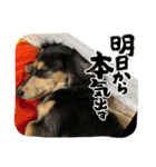 我が家のアイドル犬 もさく（個別スタンプ：26）