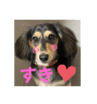 我が家のアイドル犬 もさく（個別スタンプ：27）