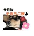 我が家のアイドル犬 もさく（個別スタンプ：28）
