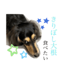 我が家のアイドル犬 もさく（個別スタンプ：29）
