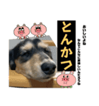 我が家のアイドル犬 もさく（個別スタンプ：30）