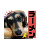 我が家のアイドル犬 もさく（個別スタンプ：31）