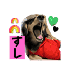 我が家のアイドル犬 もさく（個別スタンプ：32）
