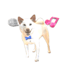 白柴犬諭吉2022（個別スタンプ：1）