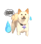 白柴犬諭吉2022（個別スタンプ：2）