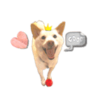 白柴犬諭吉2022（個別スタンプ：3）