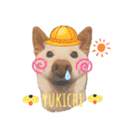 白柴犬諭吉2022（個別スタンプ：5）