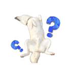 白柴犬諭吉2022（個別スタンプ：6）