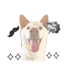 白柴犬諭吉2022（個別スタンプ：7）