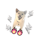 白柴犬諭吉2022（個別スタンプ：8）