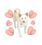 白柴犬諭吉2022（個別スタンプ：9）
