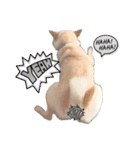 白柴犬諭吉2022（個別スタンプ：10）