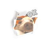 白柴犬諭吉2022（個別スタンプ：11）