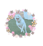白柴犬諭吉2022（個別スタンプ：15）