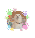 白柴犬諭吉2022（個別スタンプ：19）