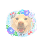 白柴犬諭吉2022（個別スタンプ：21）