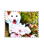 白柴犬諭吉2022（個別スタンプ：23）
