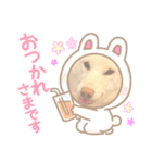 白柴犬諭吉2022（個別スタンプ：26）