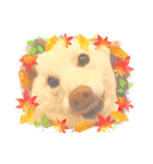 白柴犬諭吉2022（個別スタンプ：27）