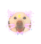 白柴犬諭吉2022（個別スタンプ：28）