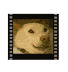 白柴犬諭吉2022（個別スタンプ：29）