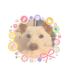 白柴犬諭吉2022（個別スタンプ：31）