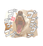 白柴犬諭吉2022（個別スタンプ：33）