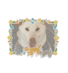 白柴犬諭吉2022（個別スタンプ：34）
