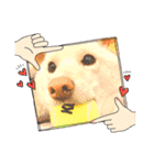 白柴犬諭吉2022（個別スタンプ：35）